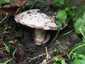 Ízletes csiperke (Agaricus bitorquis), Budapest